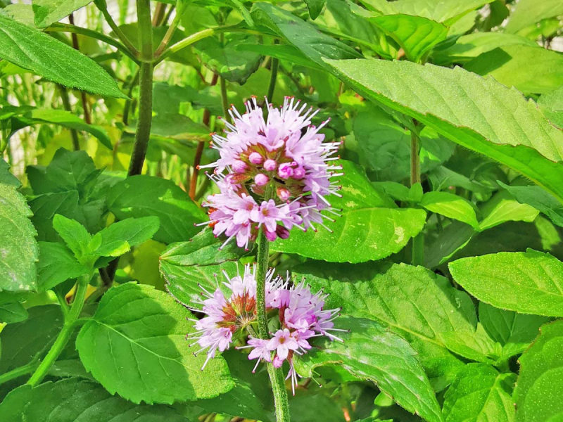 Mentha aquatica - Wasserminze